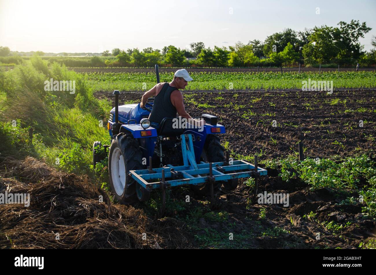 Un agricoltore su un trattore si sposta in un campo di patate. Agroindustria e agroalimentare. Coltivazione sul campo. Macchine agricole. Cura di raccolto, miglioramento di qualità di suolo Foto Stock