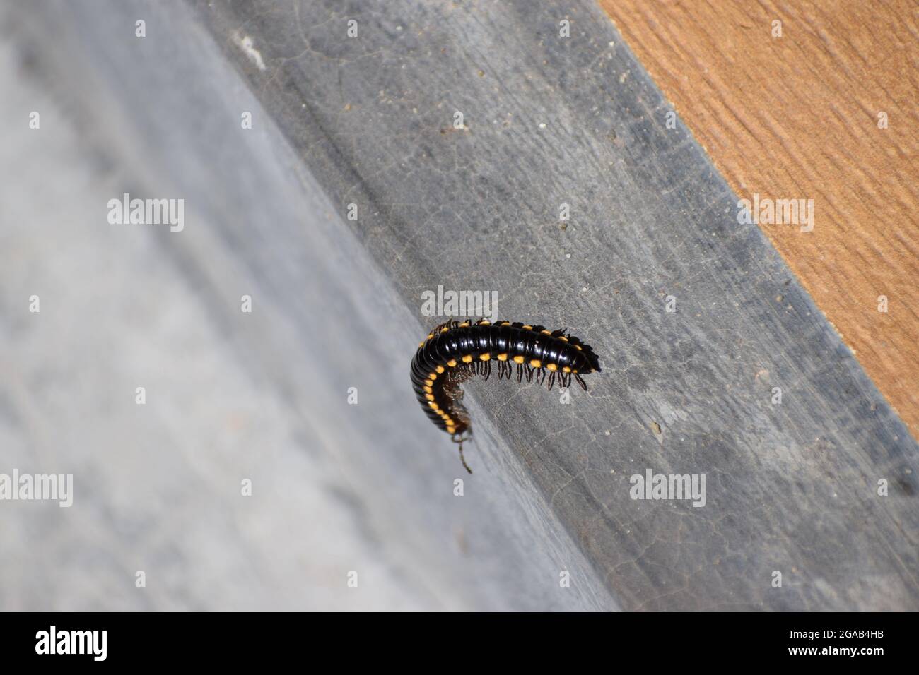 Isolato Milipede nero sulla terra di casa, Milipede sta camminando sulla zona domestica Foto Stock