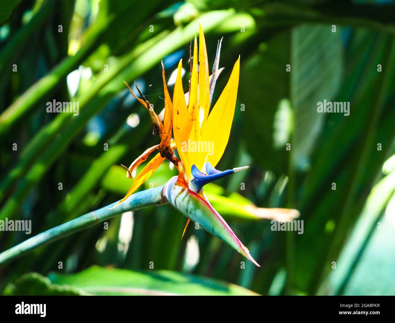 Strelitzia o uccello del Paradiso Fiore in fiore in un giardino costiero, verde sfondo fogliame Foto Stock