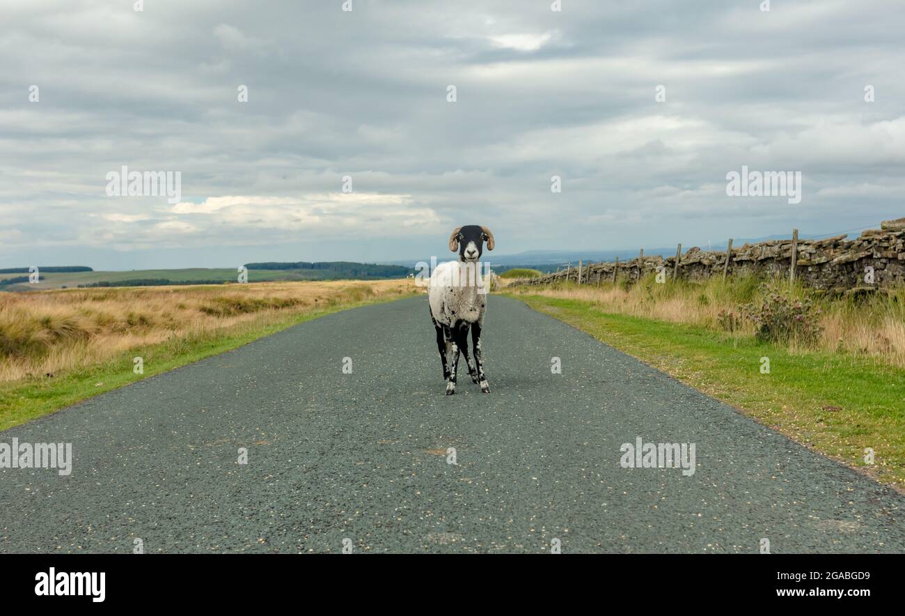 Swaledale Ewe in estate con Shorn fleece, si trovava nel mezzo di una tranquilla strada di campagna a Nidderdale, North Yorkshire. Rivolto in avanti. Orizzontale. Foto Stock