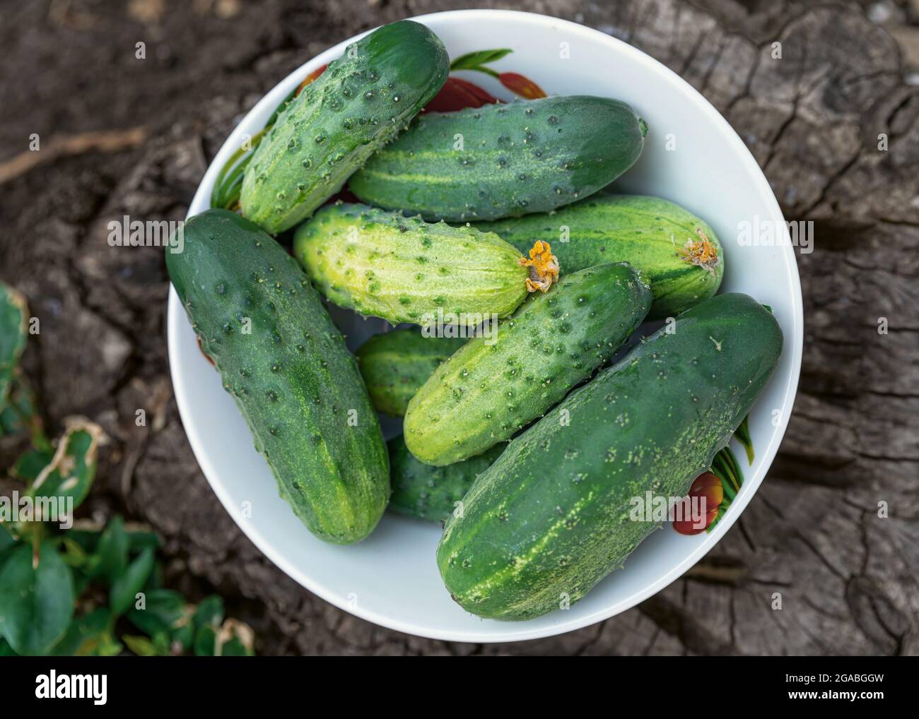 Ciotola di cetrioli organici appena raccolti. Vista dall'alto. Raccolta estiva, cetrioli freschi coltivati in casa. Eco-prodotti, non OGM, raccolta di ortaggi. Foto Stock