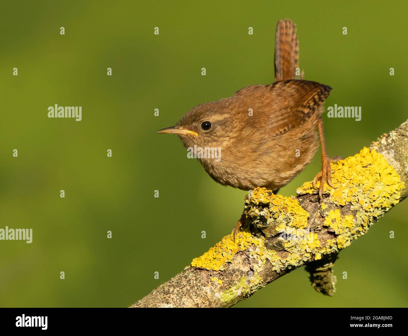 Un Wren (Troglodytes troglodytes) appollaiato su un ramo coperto di lichen, Norfolk Foto Stock