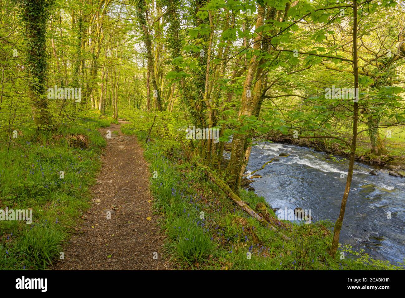 Faggi e boschi di mirtilli sulle rive del fiume Afon Dwyfor a Llanystumdwy Galles. Foto Stock