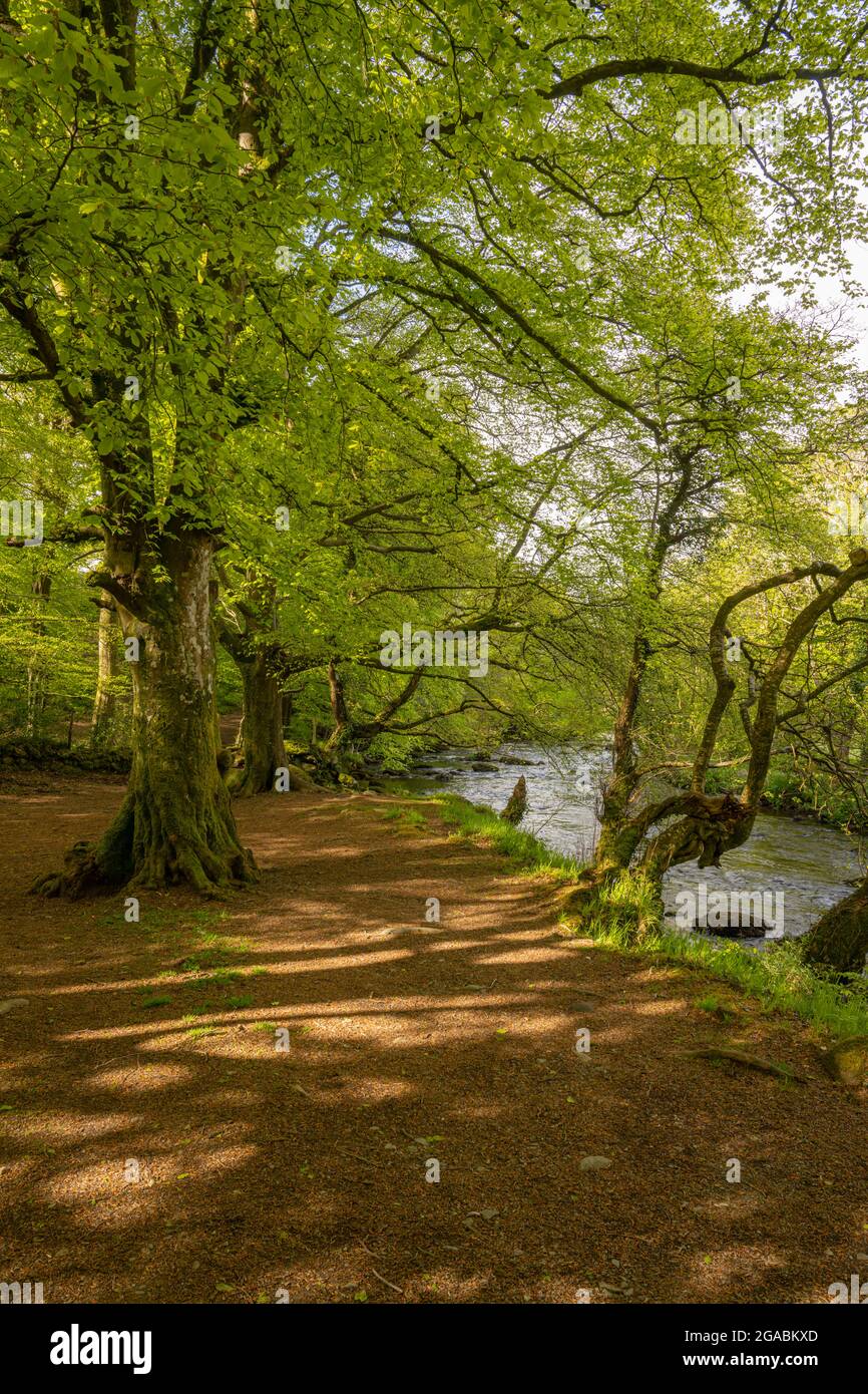 Faggi e boschi di mirtilli sulle rive del fiume Afon Dwyfor a Llanystumdwy Galles. Foto Stock