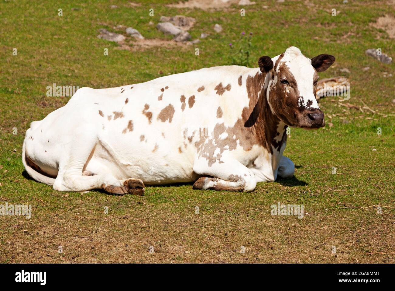 una grande mucca bianca che giace e riposa sull'erba Foto Stock