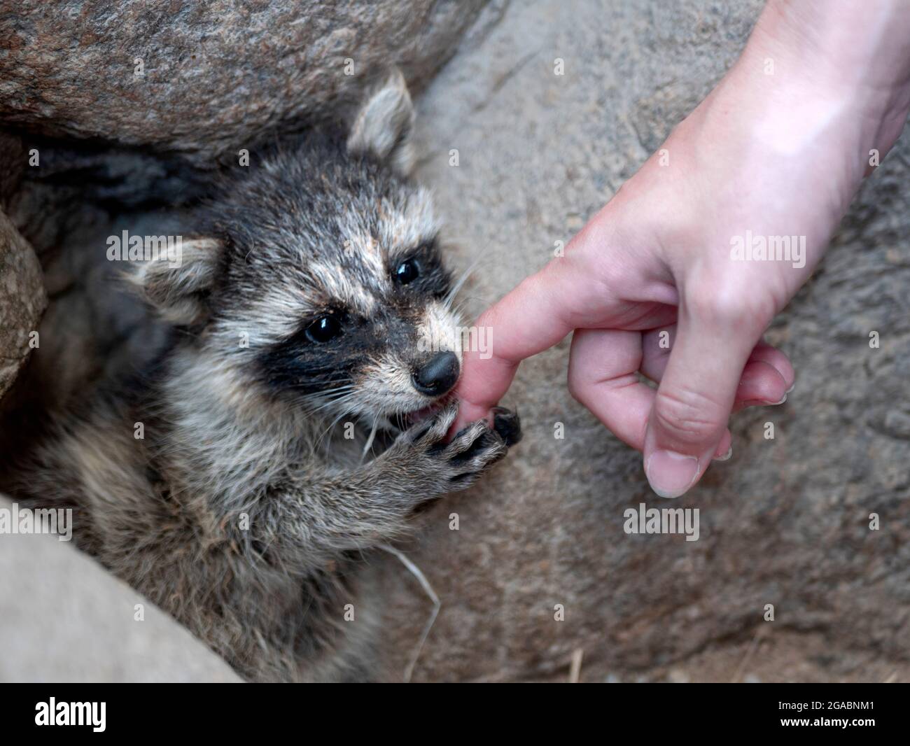 Il raccoon comune morde un dito umano. Concetto di interazioni umane con animali selvatici Foto Stock