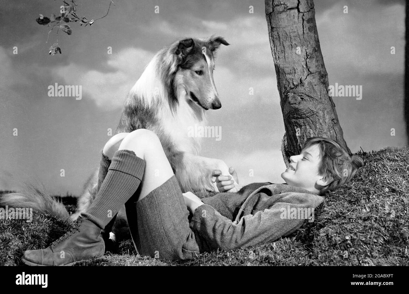 Lassie come Home anno : 1943 USA regista: Fred M. Wilcox Roddy McDowall Foto Stock