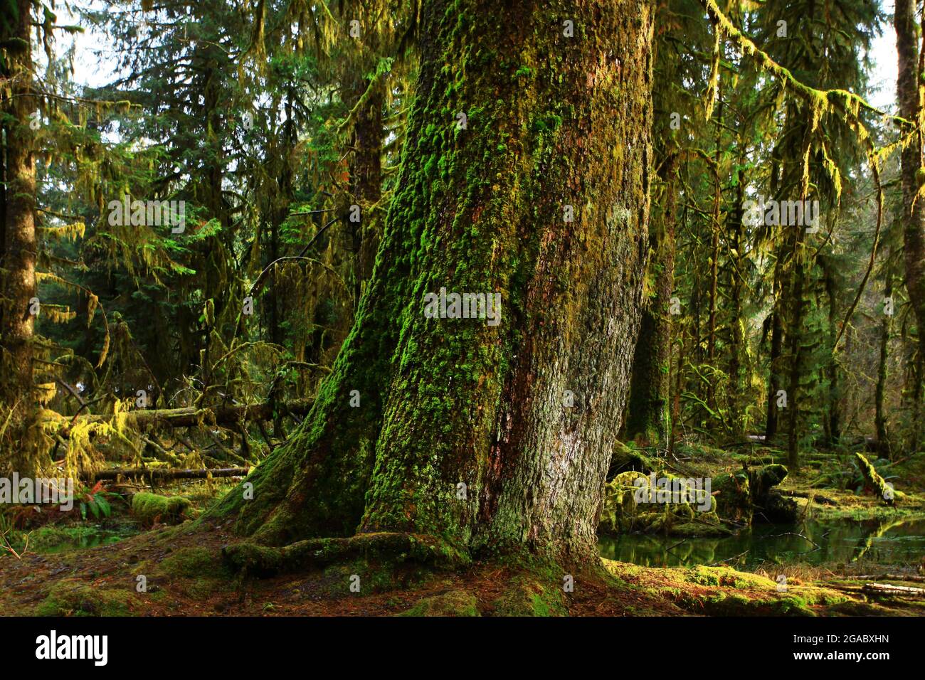 Una foto esterna di una foresta pluviale del Pacifico nord-occidentale con alberi di abete Sitka Foto Stock