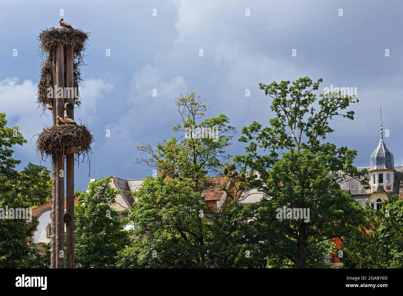 Cicogne e il loro nido a Strasburgo. Cicogne sono il simbolo della regione dell'Alsazia. Foto Stock