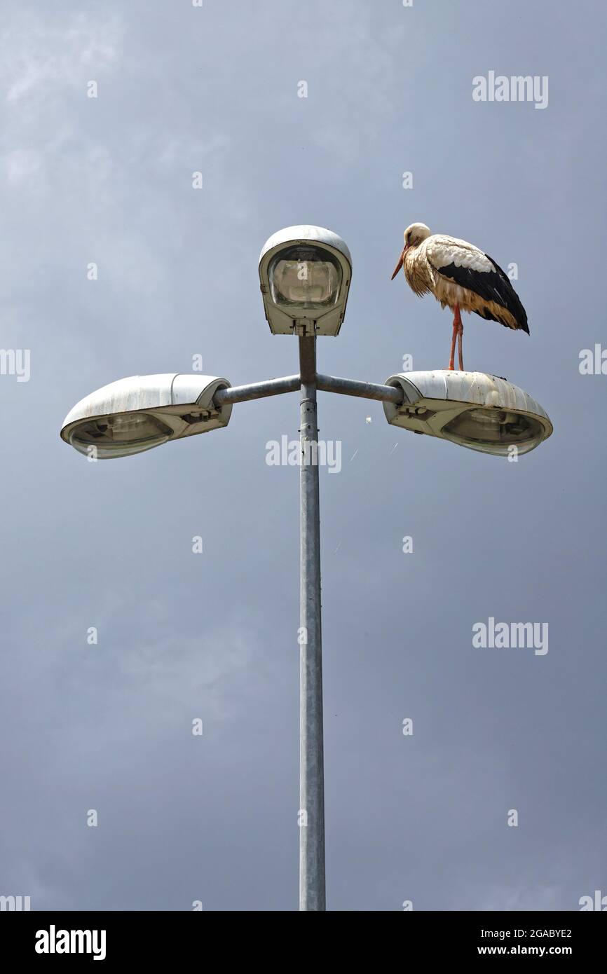 Cicogna su una lampada da strada. Cicogne sono il simbolo della regione dell'Alsazia Foto Stock