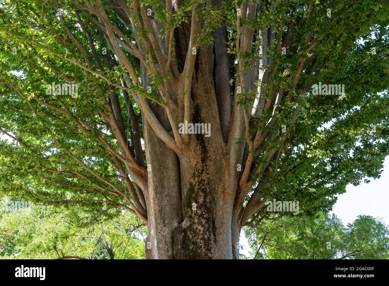 Tronchi multipli in vecchi giardini di alberi di Madrid Foto Stock