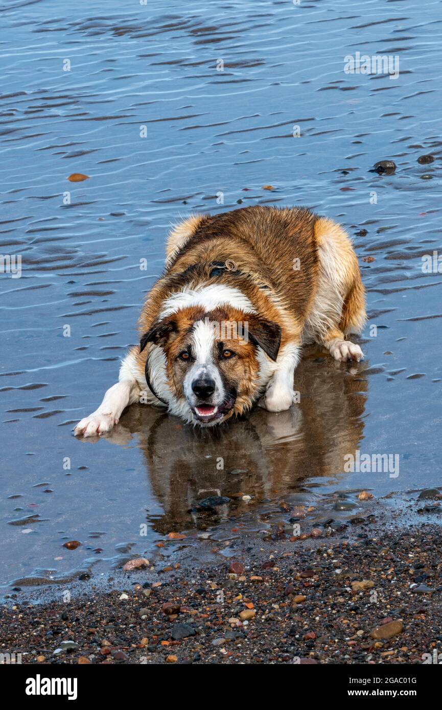 boeder collie tipo di cane di pecora razza prono pronto a rimbalzare giocando con il proprietario e una palla su una spiaggia di sany bagnato a bassa marea. cane che gioca su una spiaggia. Foto Stock