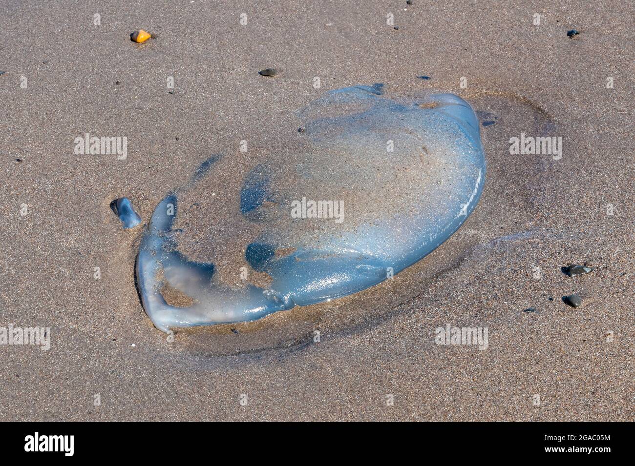 grande gelisino sulla spiaggia britannica, meduse bloccate sulla spiaggia sabbiosa, vita marina, meduse che puntano camuffato nella sabbia, meduse sulla spiaggia scozzese. Foto Stock