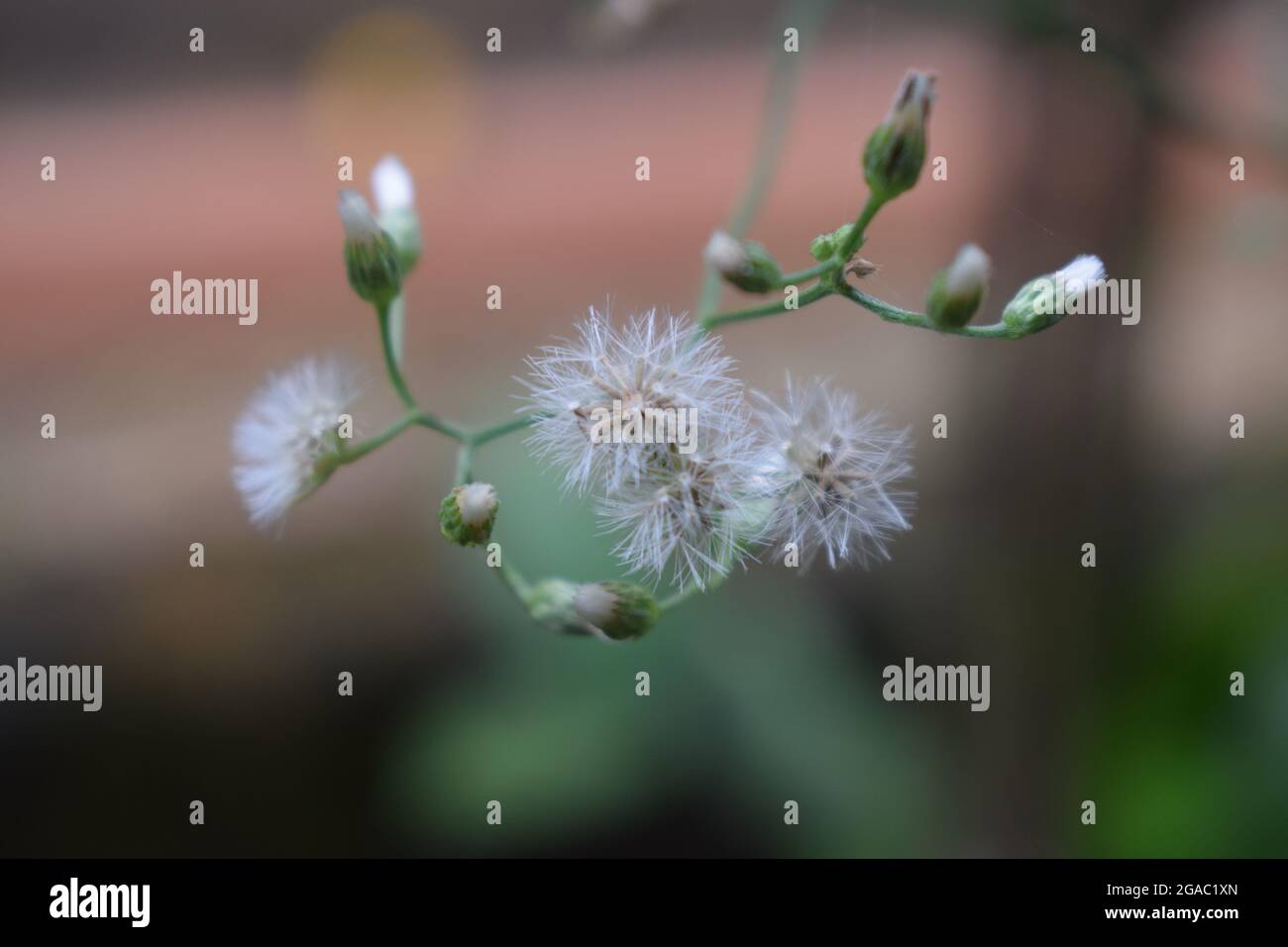 fiori lisci con fibre di vento Foto Stock