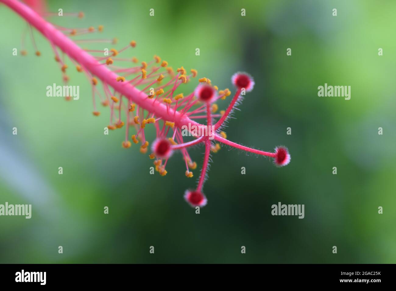 Stigma e anther di un closeup macro hibiscus rosa flower Foto Stock