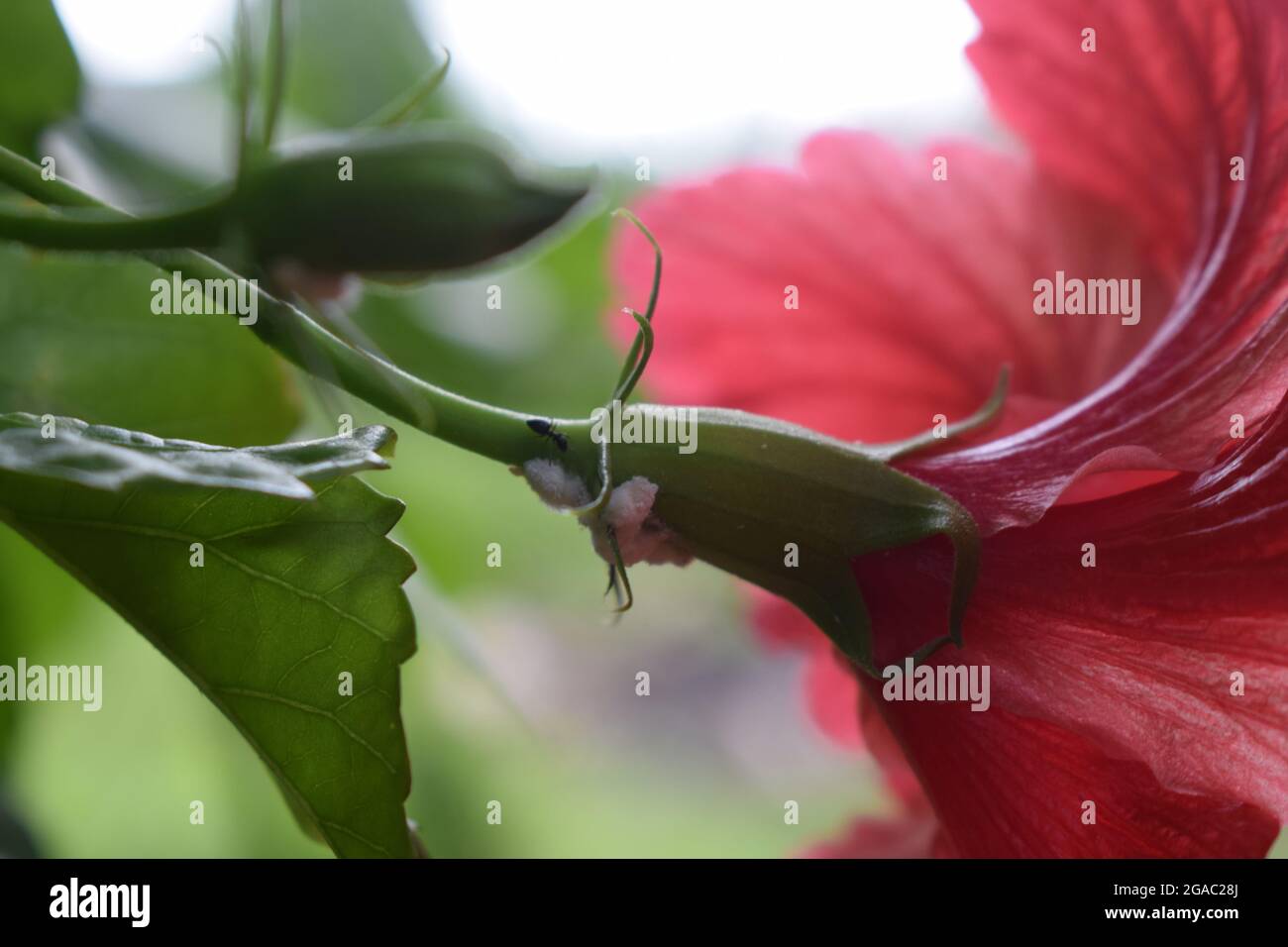 Mealybug su infezione sulla raccolta di fiori di ibisco rosso Foto Stock
