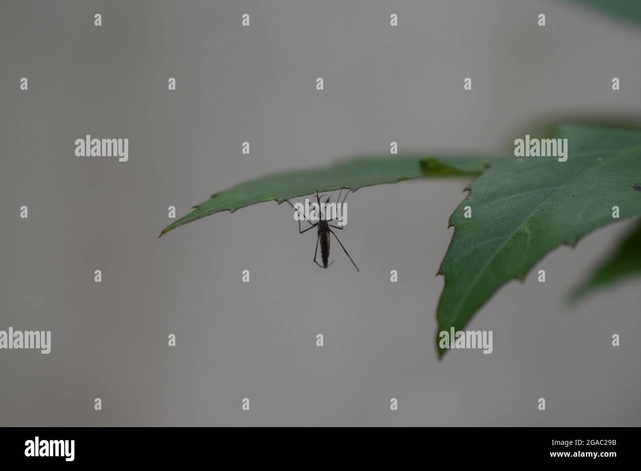 zanzara isolata succhiando succo sulla foglia verde, zanzara maschio sotto le foglie Foto Stock