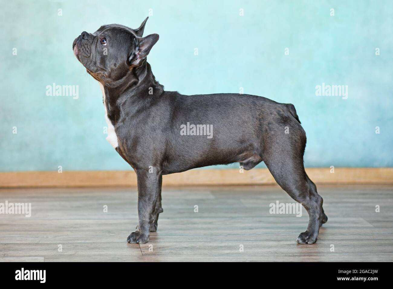 Sano blu trindle cane Bulldog francese con naso lungo, vista laterale Foto Stock