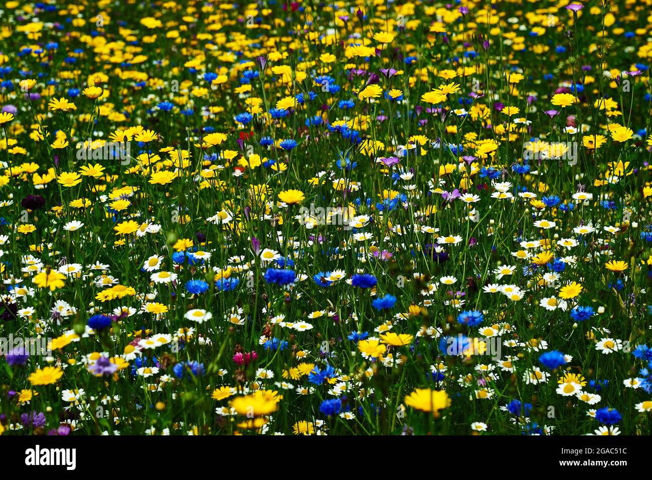 Foto di fiori selvatici in un prato Foto Stock