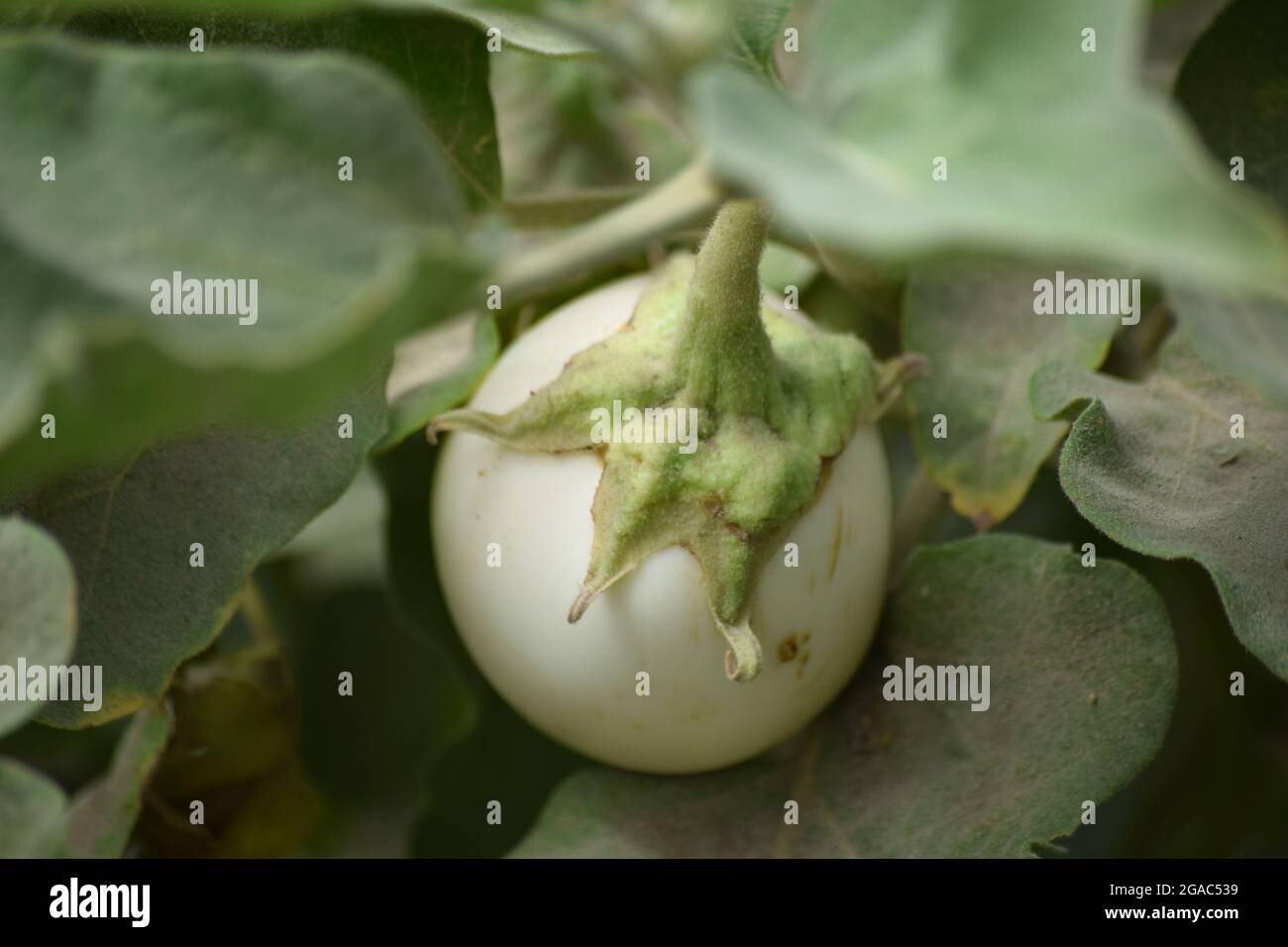 Primo piano di piante di uovo Verde foglia in Home Giardino, Flora erba ambiente fresco. Natura carta parati sfondo giardino, cibo vegetale giallo colore bianco Foto Stock