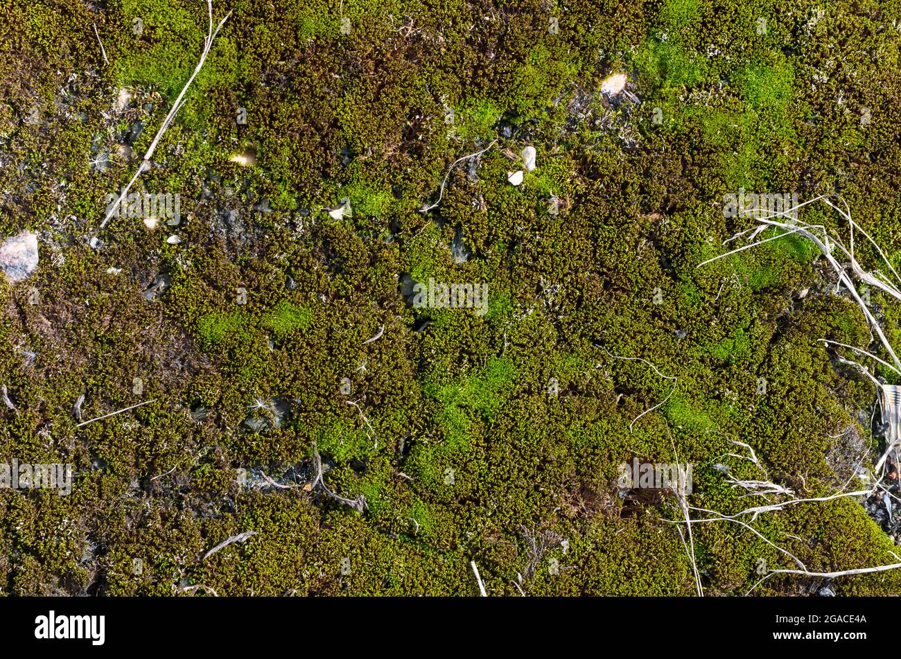 Sfondo naturale con terreno ricoperto di muschio da vicino Foto Stock