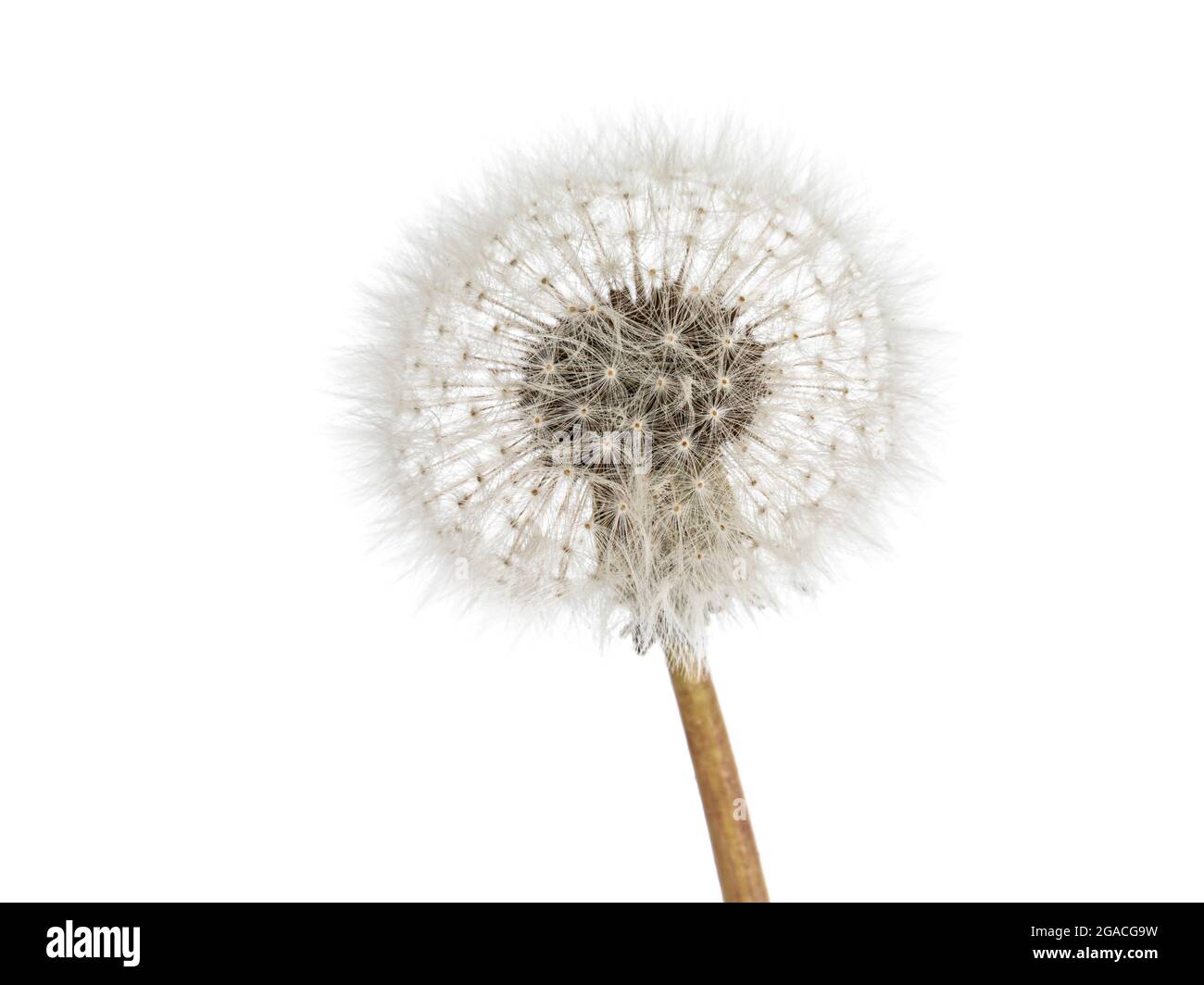 Particolare della vista laterale del dente di leone aka Taraxacum officinale testa di frutta. Isolato su sfondo bianco. Foto Stock