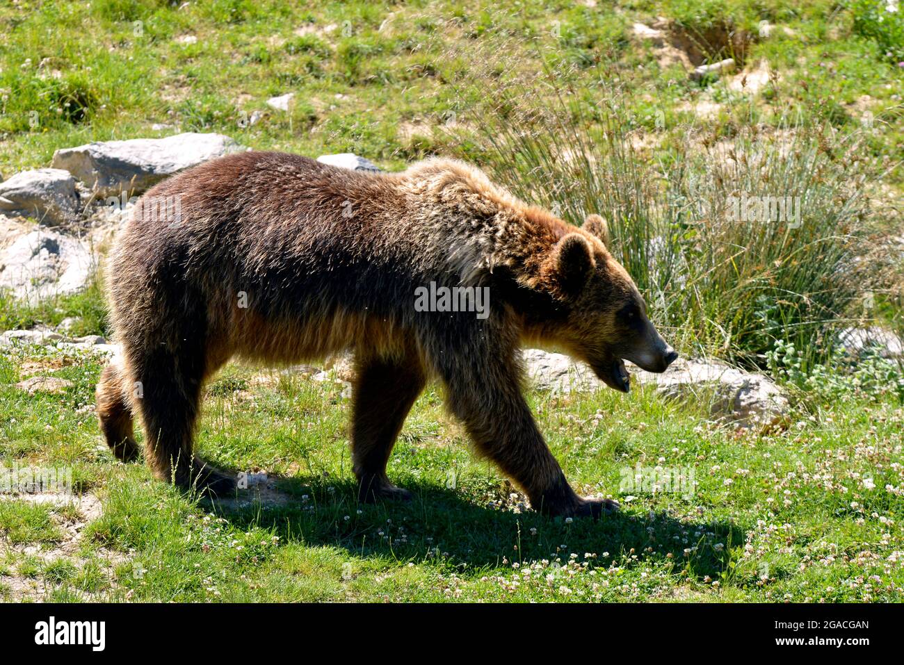 Orso bruno (Ursus arctos) visto dal profilo che cammina sull'erba, la bocca aperta Foto Stock