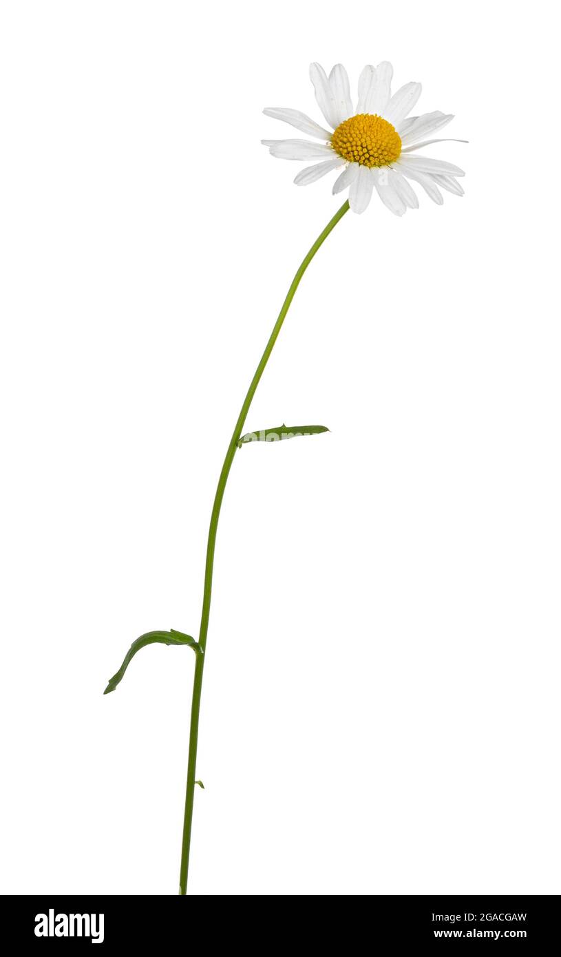 Vista laterale di Oxeye Daisy aka Leuchanthemum vulgare. Fiore singolo sul gambo. Isolato su sfondo bianco. Foto Stock