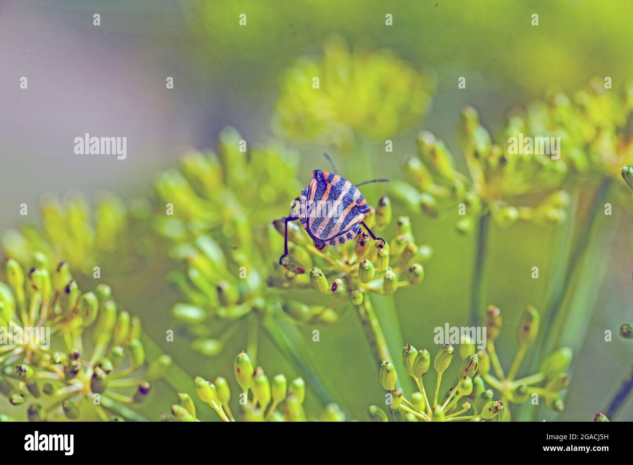 (Graphosoma lineatum) macro foto su fiore di aneto Foto Stock (Graphosoma lineatum) macro foto su fiore di aneto Foto Stock