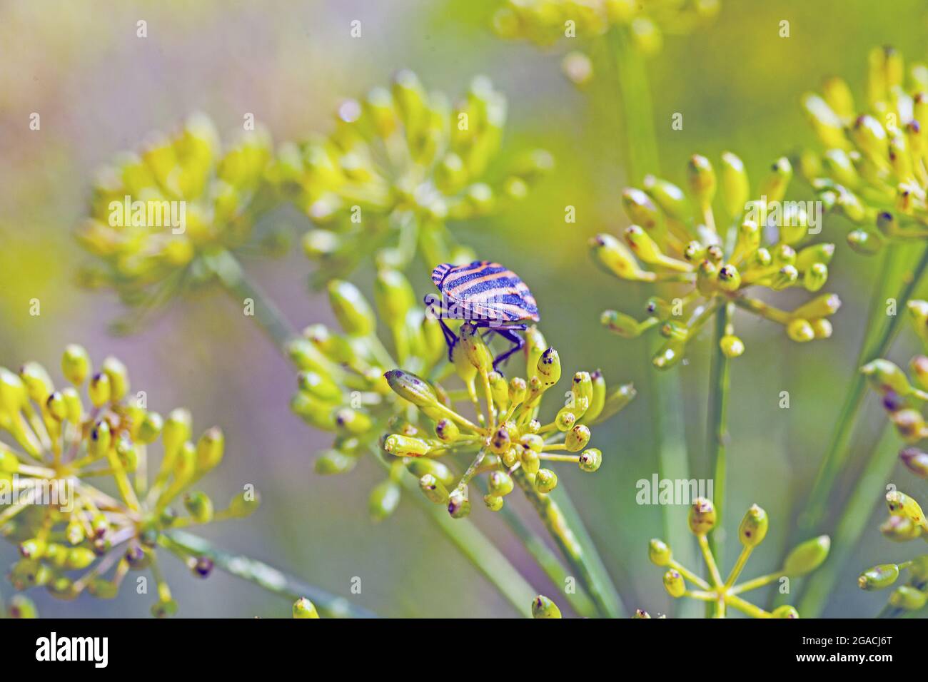 (Graphosoma lineatum) macro foto su fiore di aneto Foto Stock (Graphosoma lineatum) macro foto su fiore di aneto Foto Stock