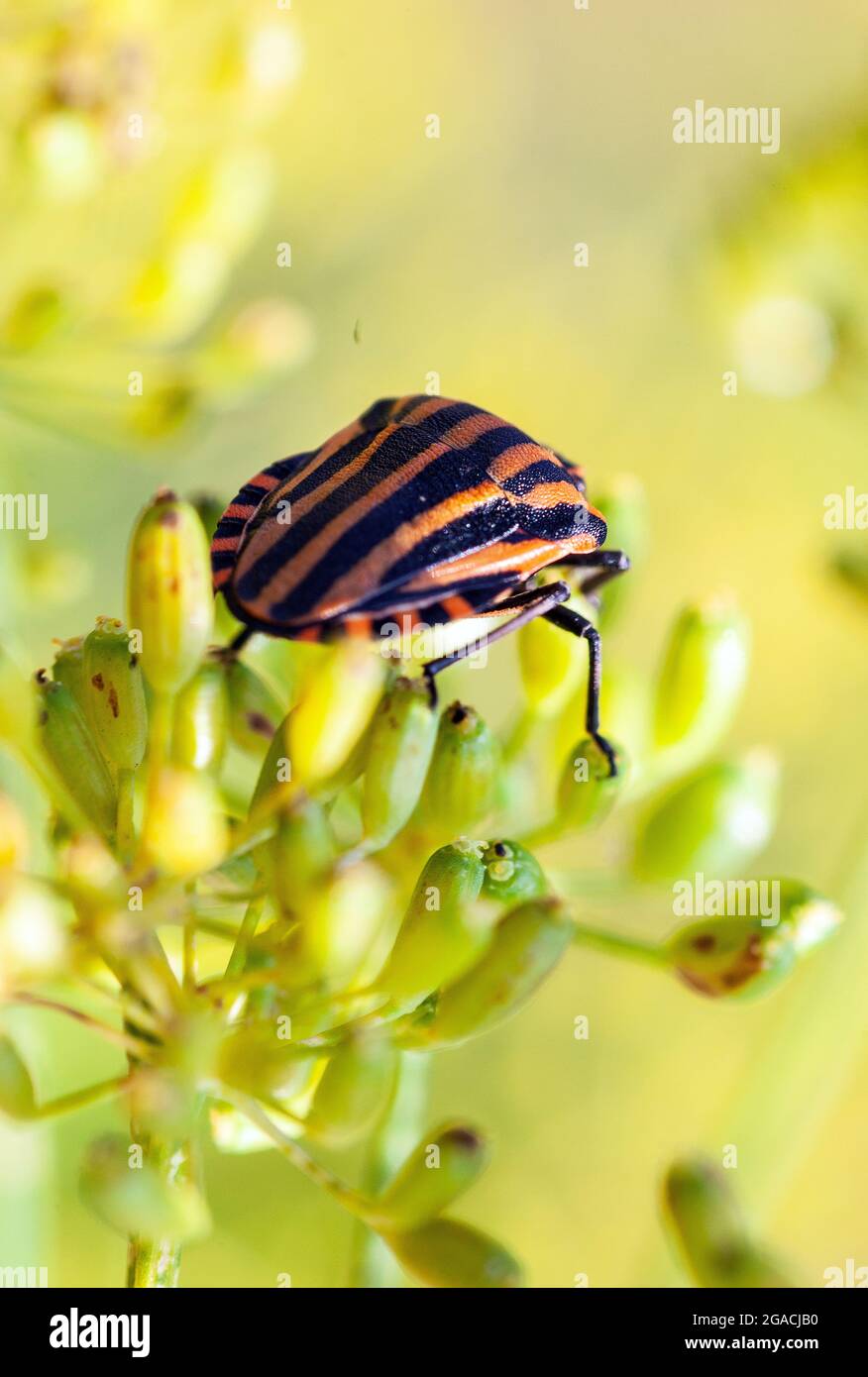 (Graphosoma lineatum) macro foto su fiore di aneto Foto Stock