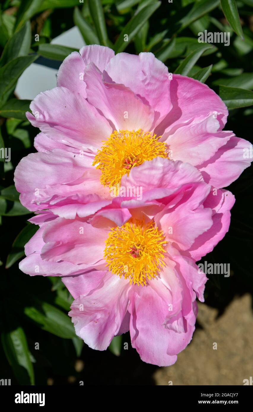 Closeup rosa peonie cinesi fiori (Paeonia lactiflora) Foto Stock