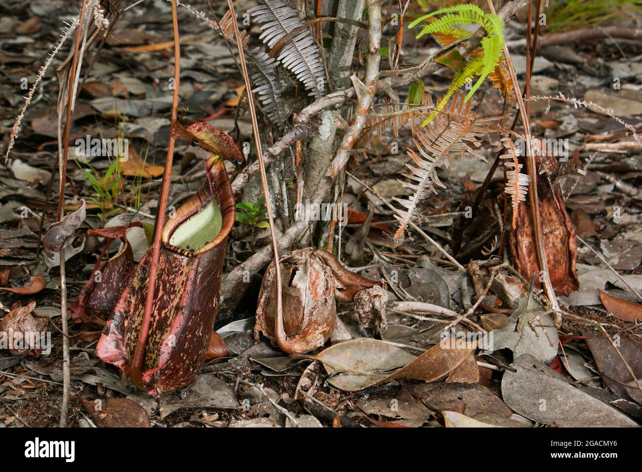 Caraffe inferiori punteggiate di rafflesiana nepenthes, una pianta carnivora di caraffa, Sarawak, Borneo Foto Stock