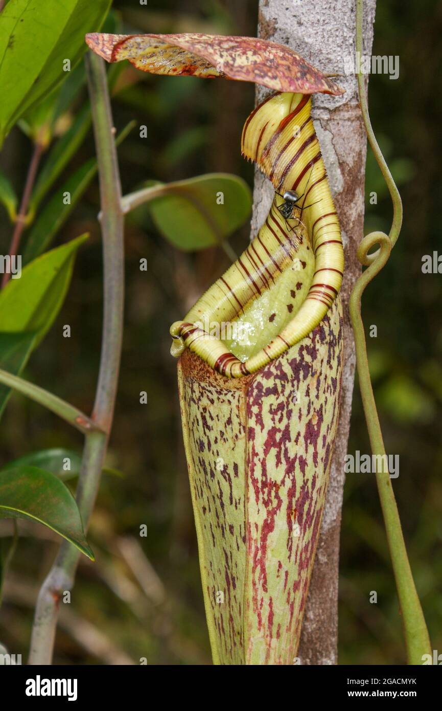Batterista nero (Polyrhachis pruinosa) sulla carnivora superiore della pianta di nitra Nepenthes raflesiana, Bako, Sarawak, Borneo Foto Stock