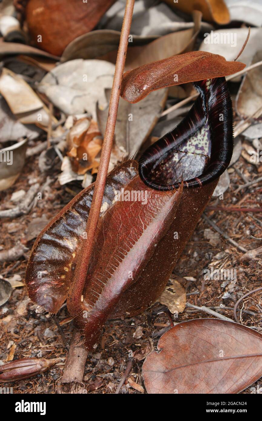 Carnivorous carnivorous carnice pianta rafflesiana Nepenthes, Bako, Sarawak, Borneo Foto Stock