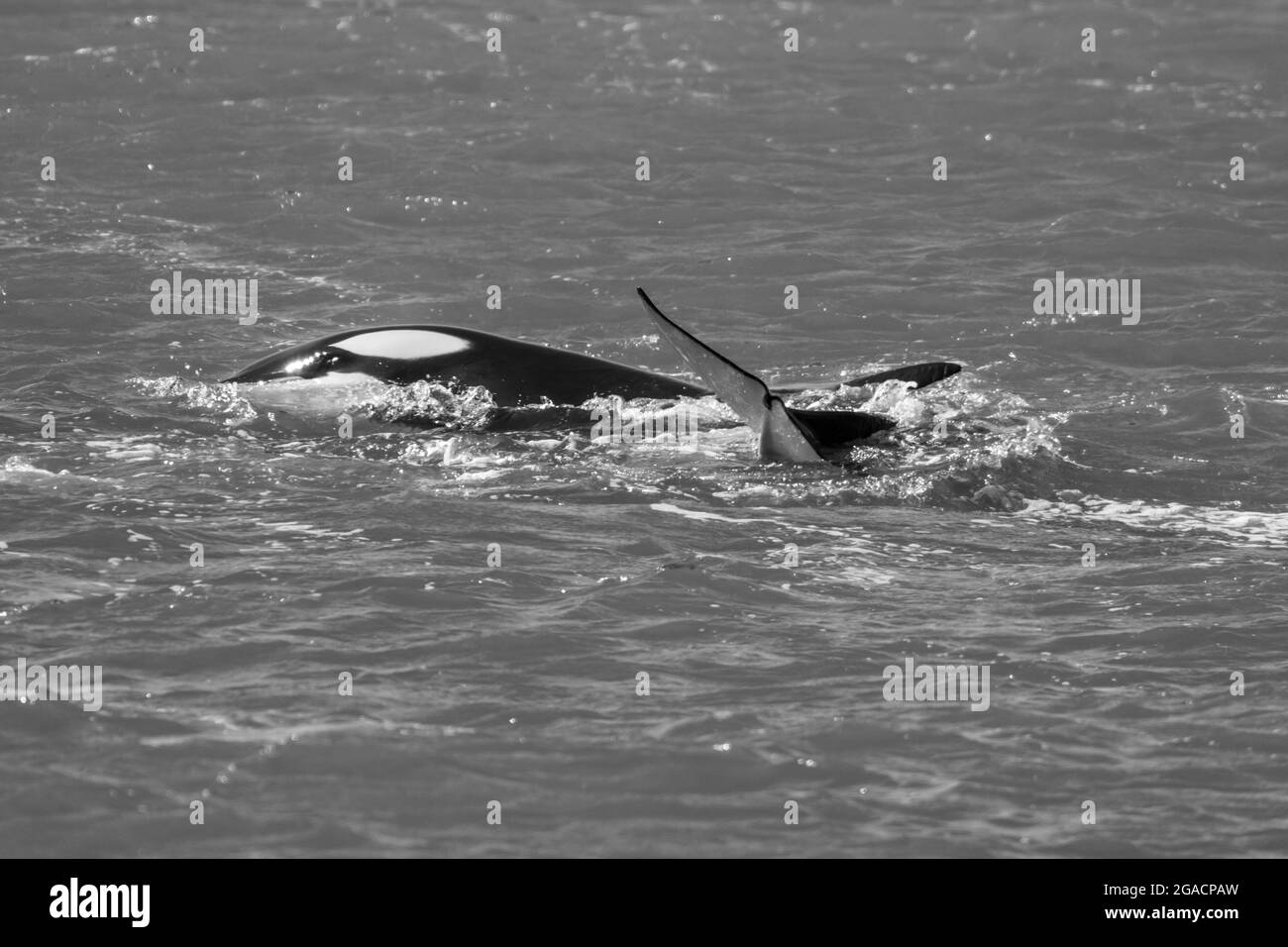Leoni marini di caccia alle balene, Penisola Valdes, Patrimonio dell'Umanità dell'UNESCO, Provincia di Chubut, Patagonia, Argentina. Foto Stock