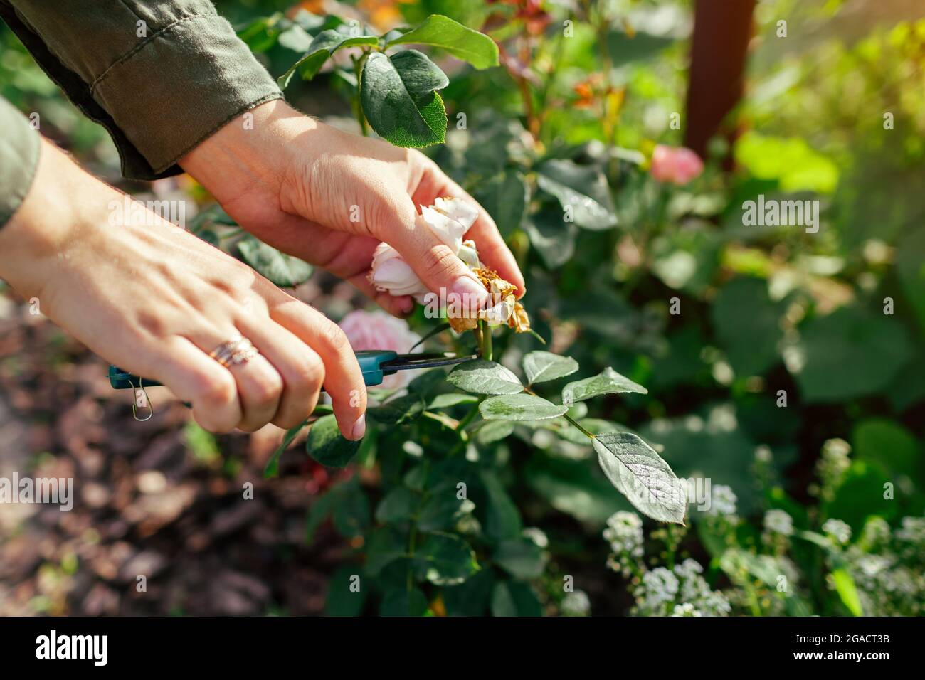 La deadheading donna ha speso i fianchi di rosa in giardino d'estate. Giardiniere che taglia i fiori selvaggi con la potatrice. Foto Stock