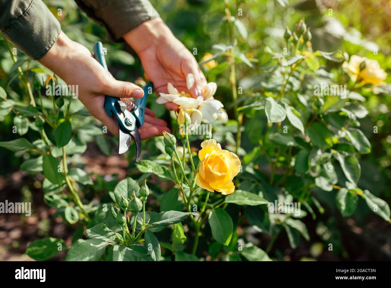 La deadheading donna ha speso i fianchi di rosa in giardino d'estate. Giardiniere che taglia i fiori selvaggi con la potatrice. Foto Stock