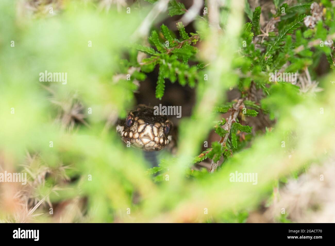 Adder maschio (Vipera berus) faccia che pepola fuori di erica sulla brughiera dell'Hampshire, Regno Unito Foto Stock