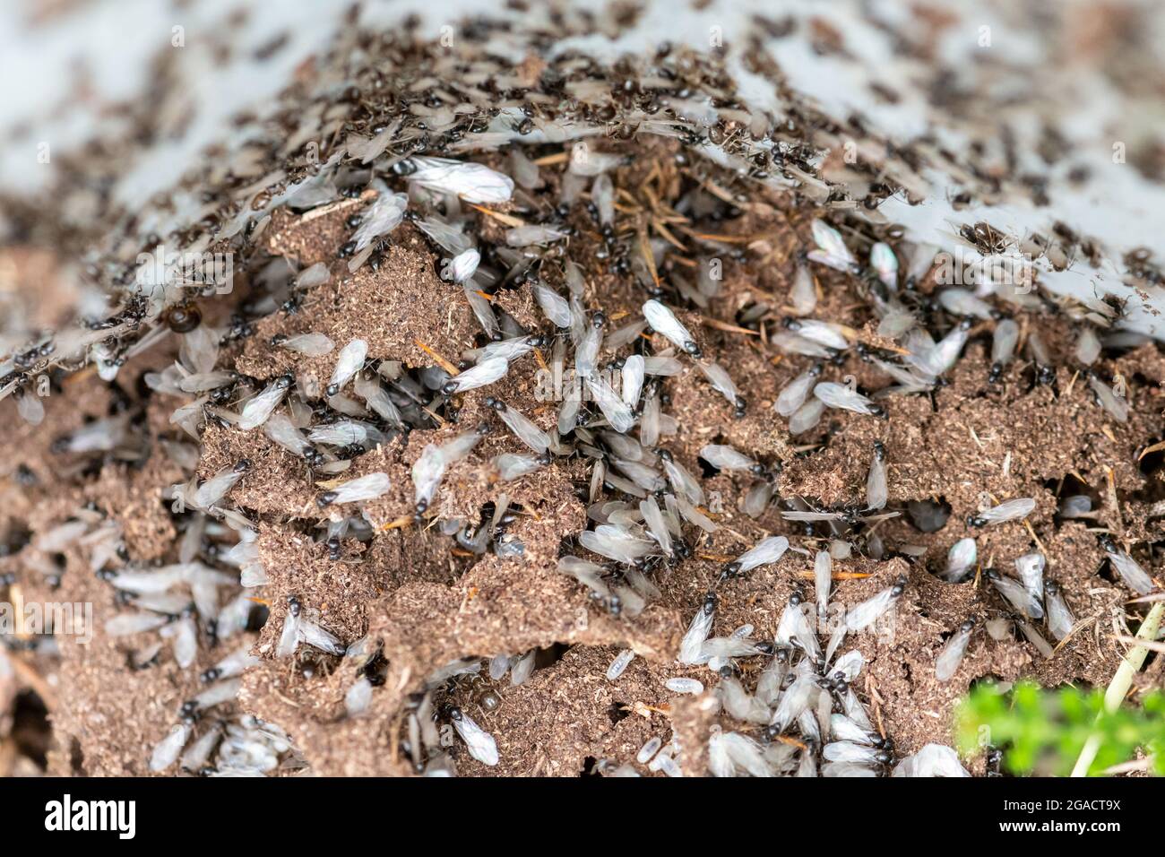 Formiche volanti che emergono dal loro nido durante l'estate, Regno Unito  Foto stock - Alamy
