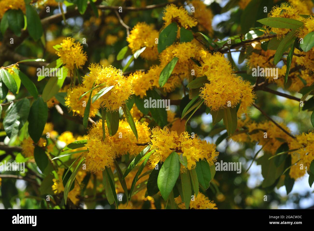 Stella gialla fiori o Schoutenia glomerata re subsp.peregrina (Craib Roekm). Foto Stock