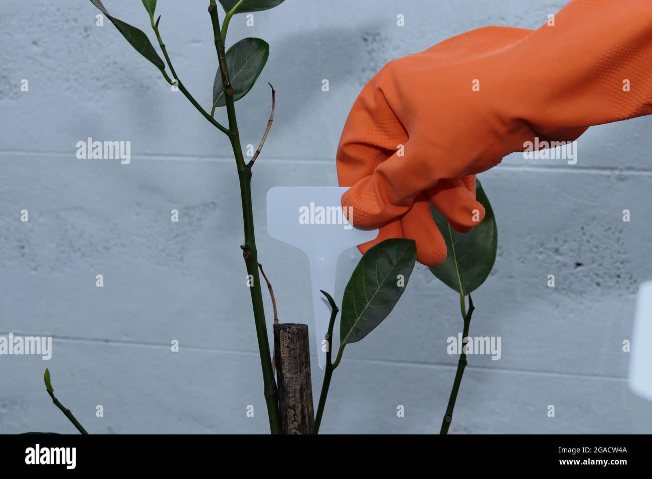 Indossando guanti di gomma arancione che tengono un segno di nome di albero nel giardino domestico Foto Stock