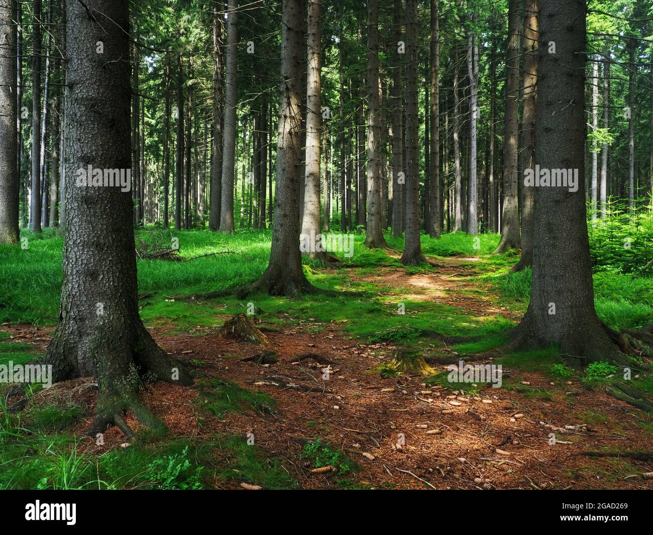 La foresta di abete Dence nella regione di Vysocina nella Repubblica Ceca Foto Stock