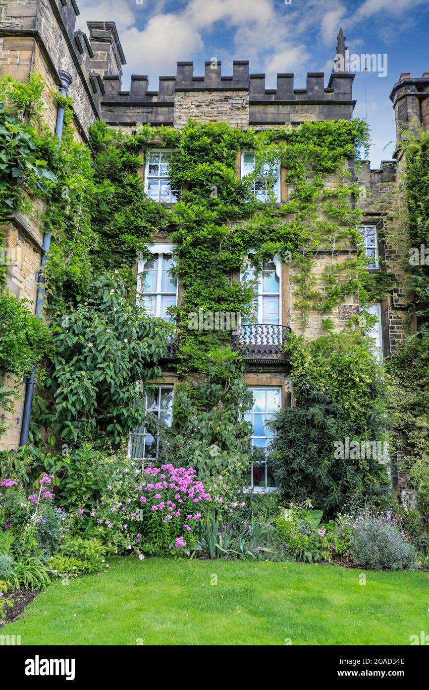 Una Wisteria che cresce sulla parte anteriore di Renishaw Hall & Gardens, Renishaw Park, casa di campagna a Renishaw, Chesterfield, Derbyshire, Inghilterra, Regno Unito Foto Stock