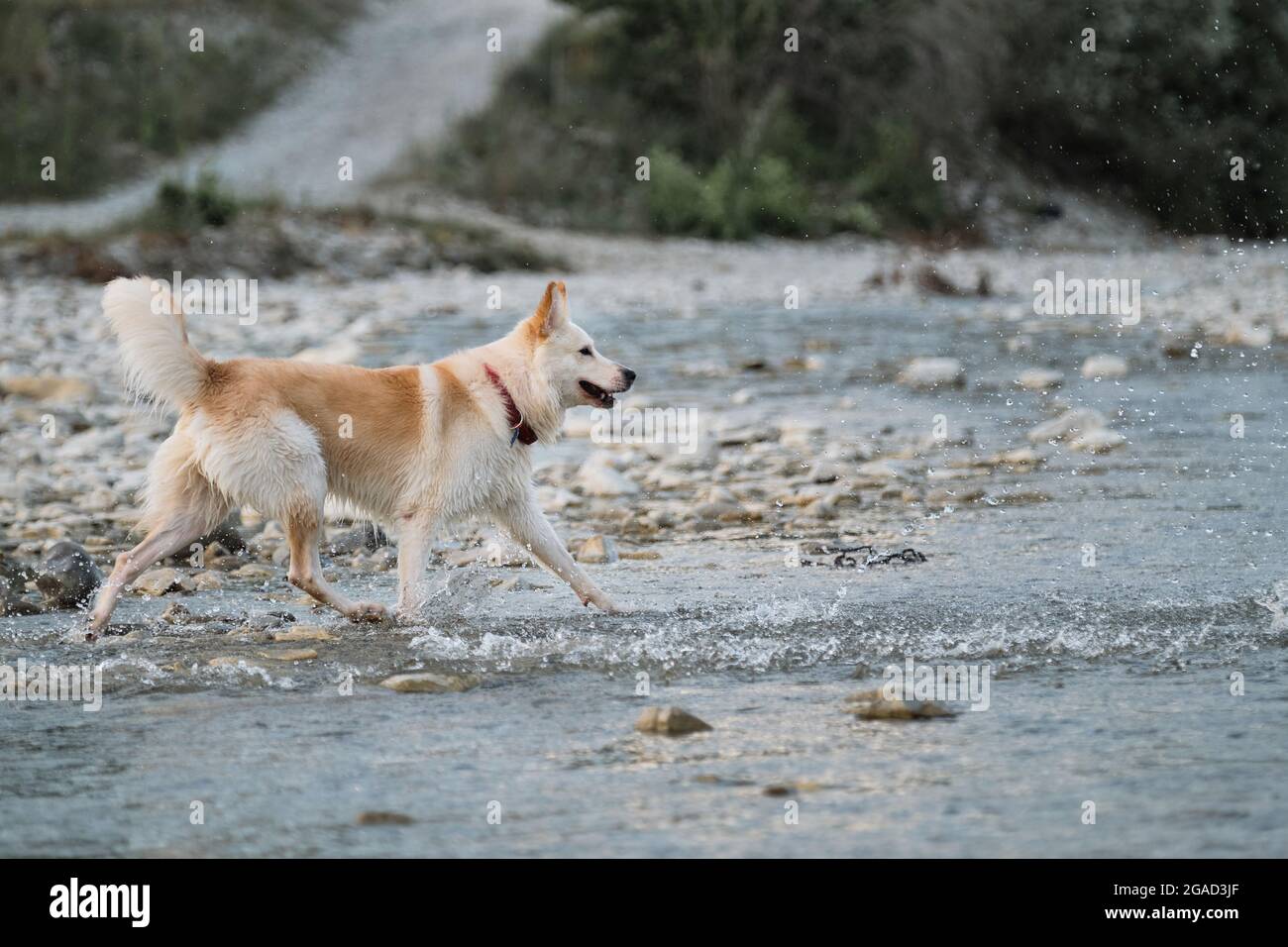 Mezza razza di Husky siberiano e pastore svizzero bianco. Passare il tempo con il cane dall'acqua. Bianco soffice grande mongrel passeggiate lungo il fiume e spray mosche Foto Stock