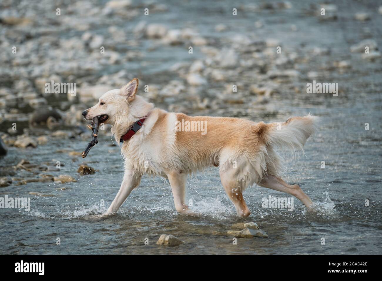 Bianco soffice grande mongrel corre in modo allegro lungo il fiume e gioca  con bastone. Mezza razza di Husky siberiano e pastore svizzero bianco.  Passare il tempo con il cane b Foto