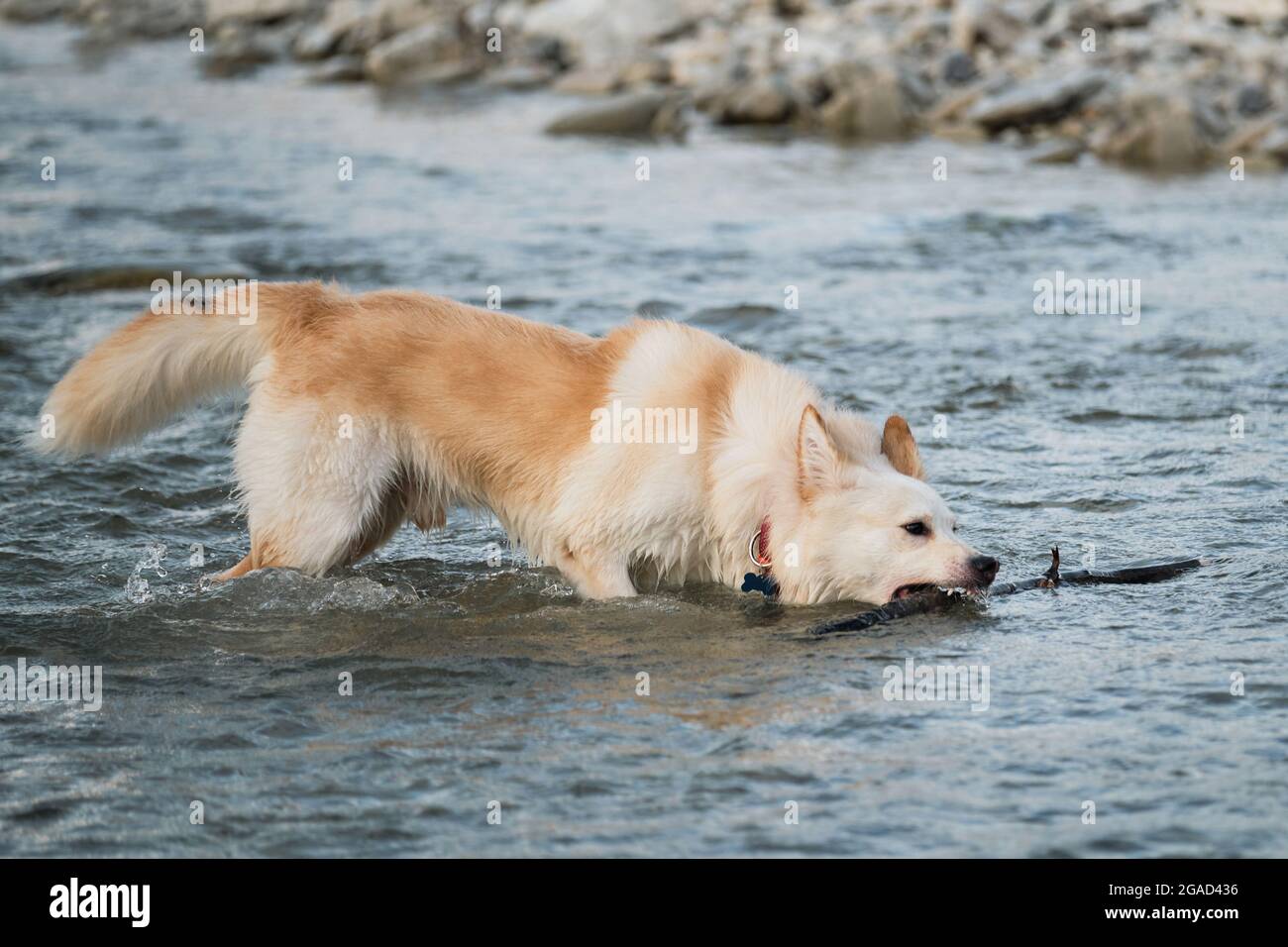 Bianco soffice grande mongrel si erge vicino al fiume e cerca di afferrare bastone con la sua bocca, abbassando la testa verso il basso. Mezza razza di Husky siberiano e cenere bianca svizzera Foto Stock