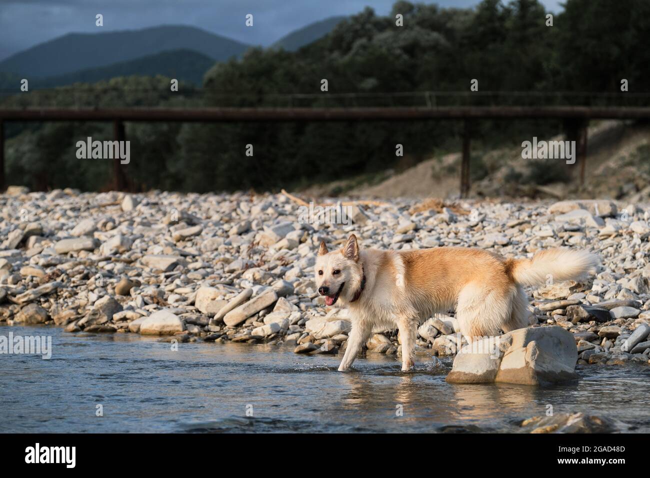Bianco soffice grande mongrel si erge in modo allegro sulla riva rocciosa del fiume e sorrisi. Mezza razza di Husky siberiano e pastore svizzero bianco. Trascorri del tempo con Do Foto Stock