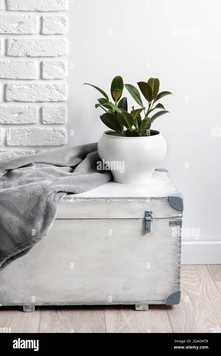 Scatola di legno bianco con giovane pianta di gomma in vaso di fiori bianco e coperta di morbido feltro grigio su di esso. Muro bianco con mattoni su sfondo Foto Stock