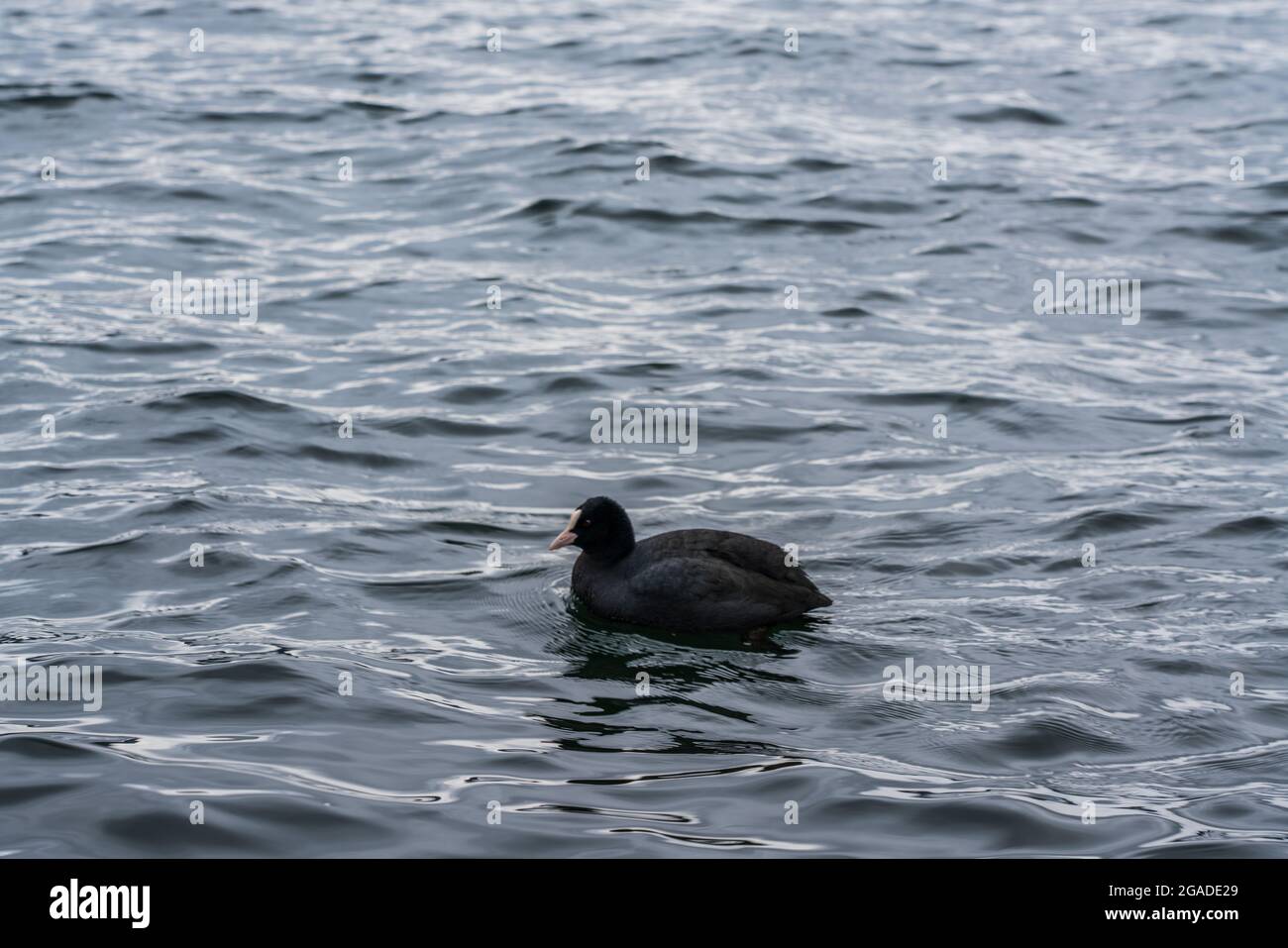 Anatre acquatiche nere galleggianti sulle acque del lago Ashi, Giappone. Foto Stock